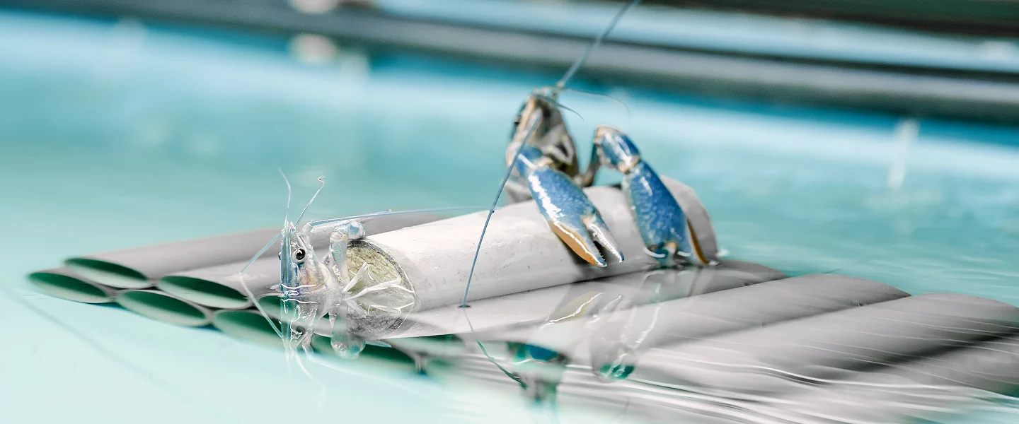 Ракионаріум на АЗК COR-ENERGY